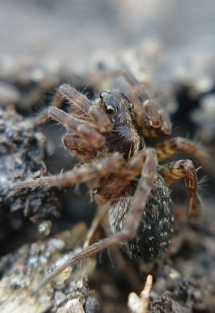 Pardosa sphagnicola