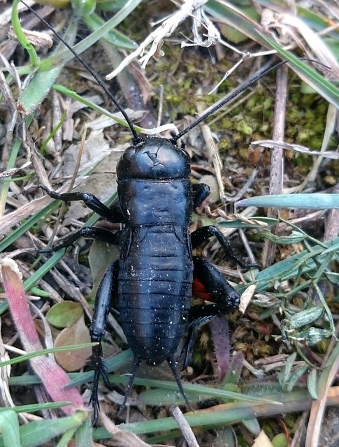 Gryllus campestris - mezei tücsök