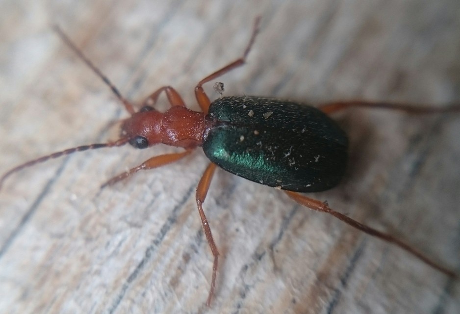 Brachinus explodens - kis pöfögőfutó