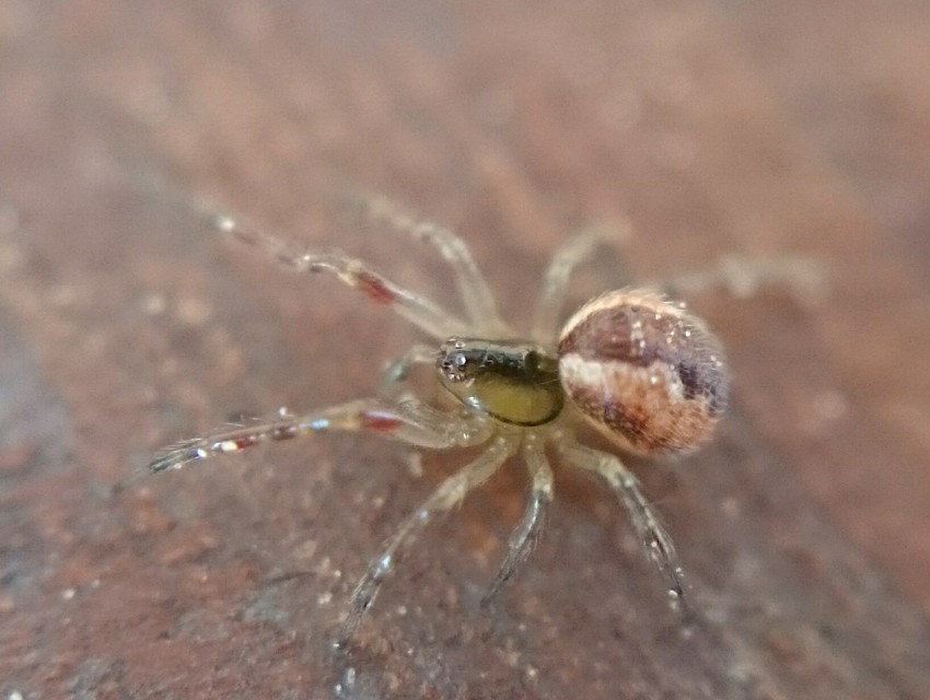 Anelosimus vittatus