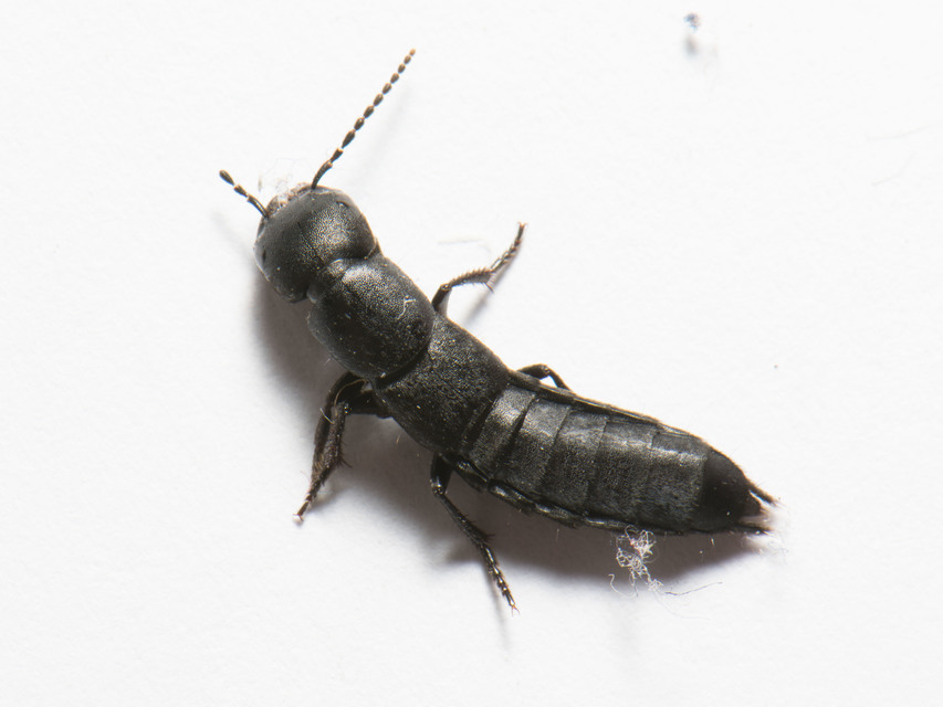 Ocypus nitens - fekete holyva