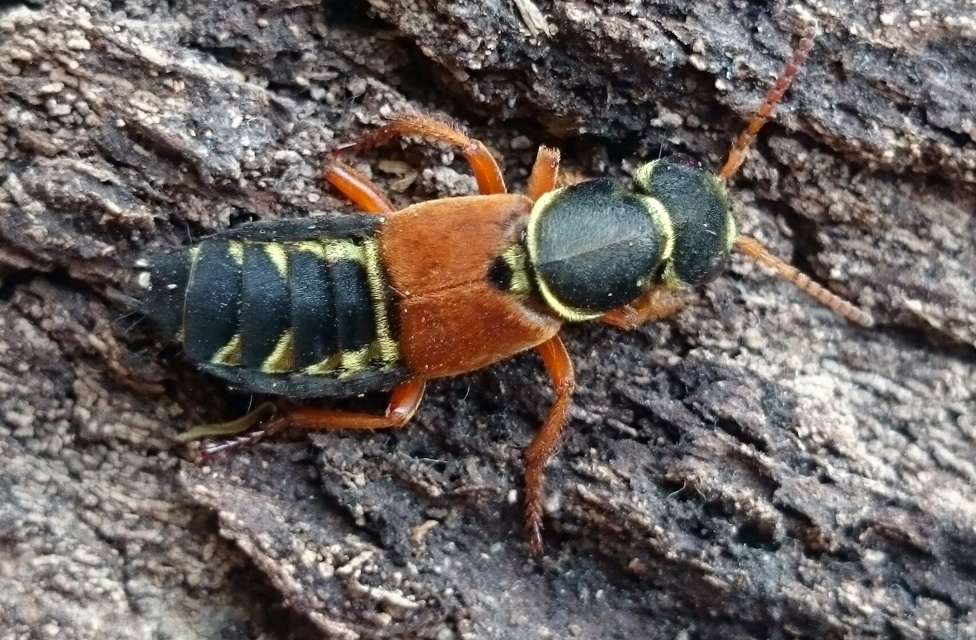 Staphylinus caesareus - aranysujtásos holyva