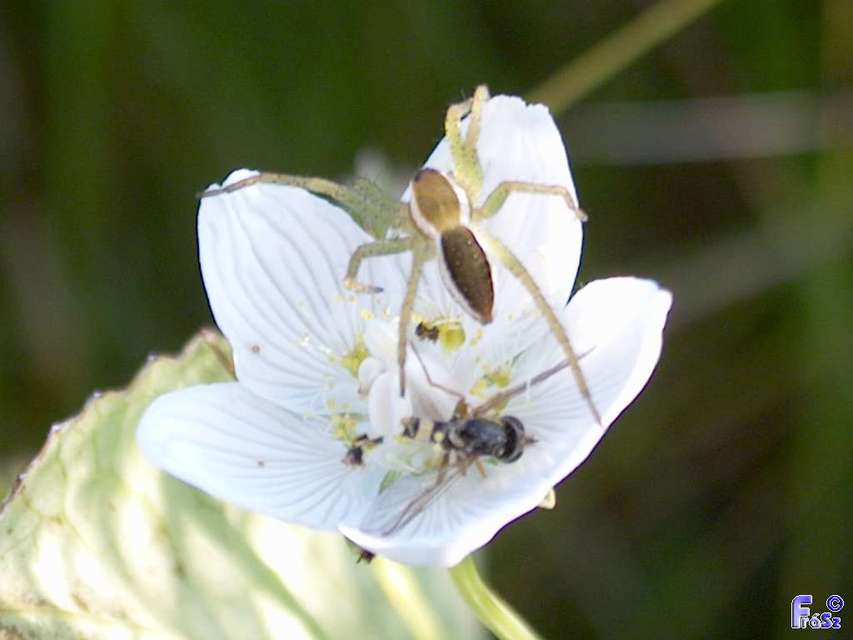 Dolomedes plantarius/fimbriatus