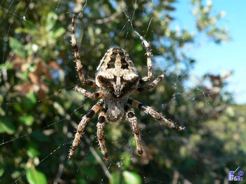Araneus circe/angulatus