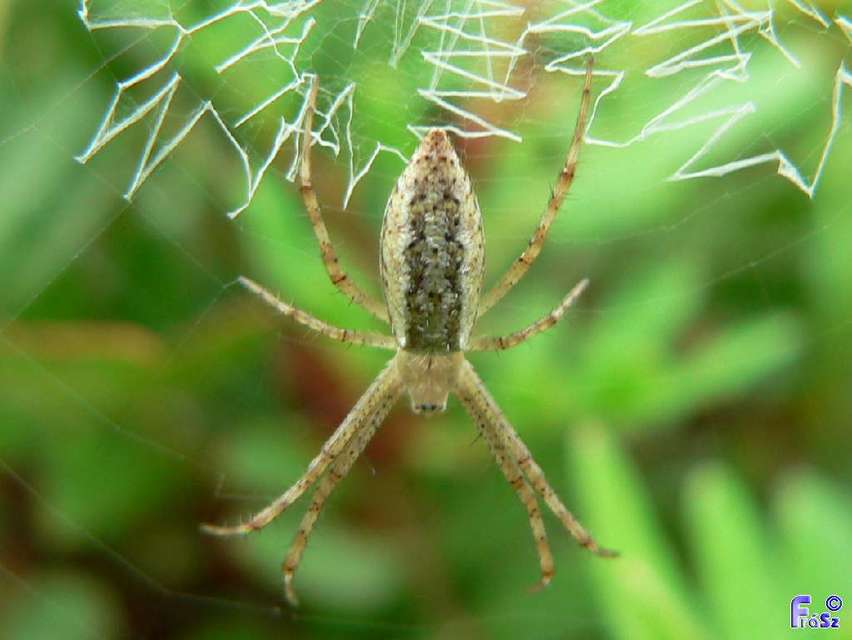 Argiope