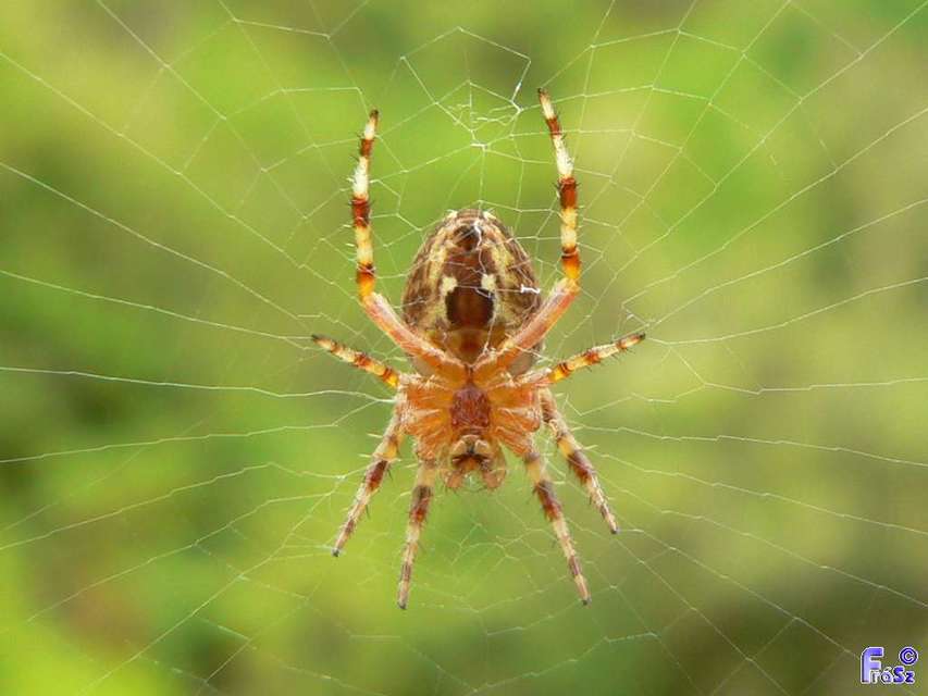 Araneus diadematus - koronás keresztespók