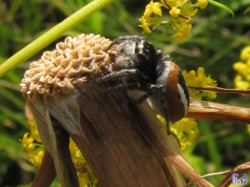 Salticidae - ugrópókok