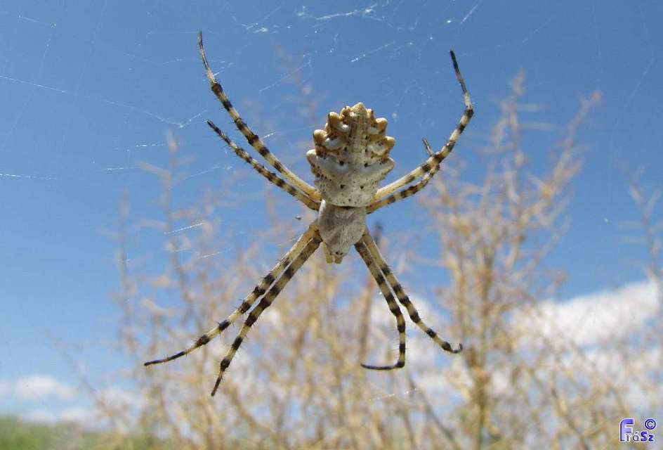 Argiope lobata - karéjos keresztespók