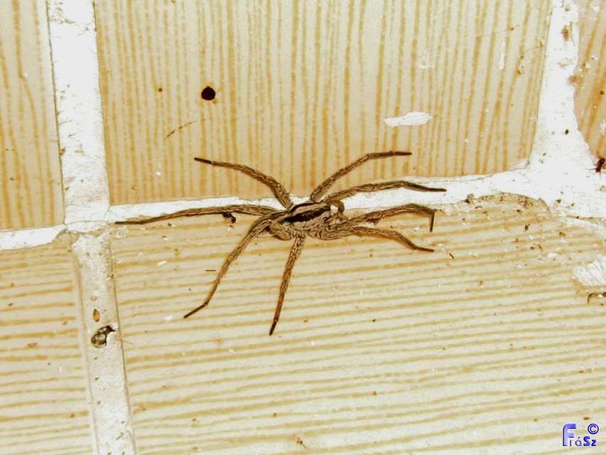 Lycosidae - farkaspókok