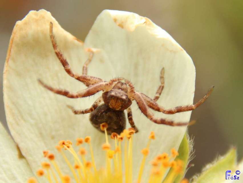 Xysticus