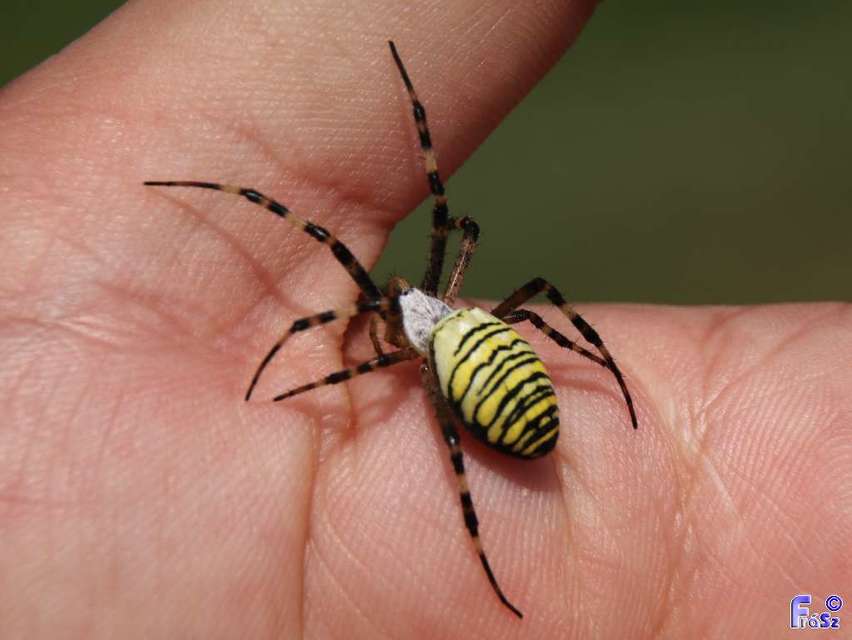 Argiope bruennichi - darázspók