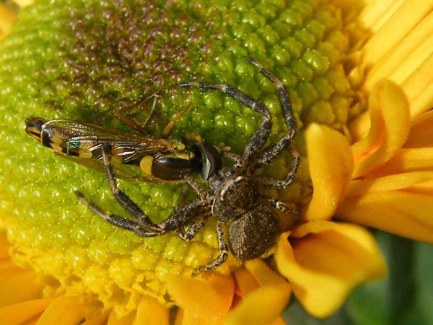 Xysticus