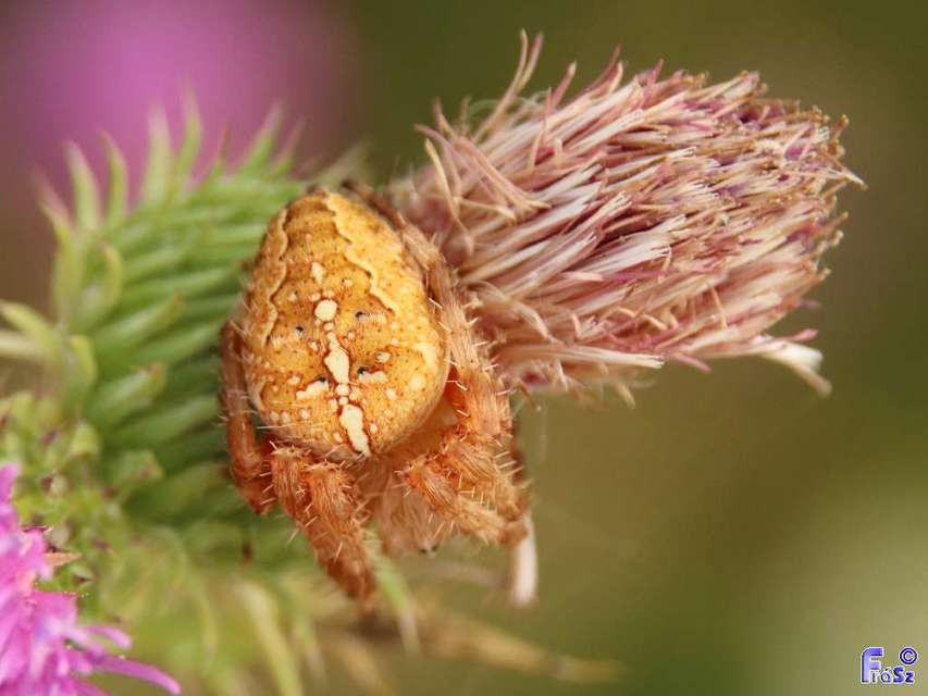 Araneus diadematus - koronás keresztespók