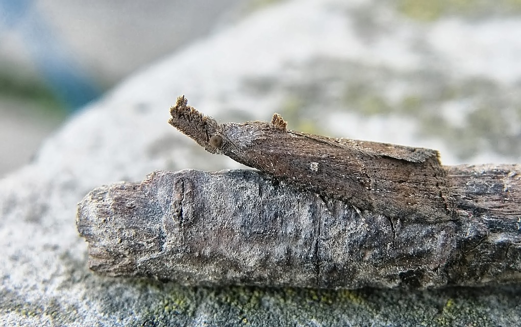 Hypena rostralis - közönséges karcsúbagoly