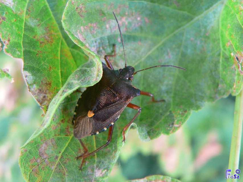 Pentatoma rufipes - vöröslábú címerespoloska Pentatoma rufipes - vöröslábú címerespoloska