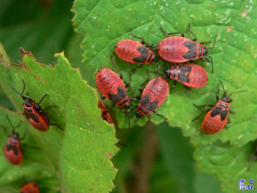 Pyrrhocoris apterus - verőköltő poloska