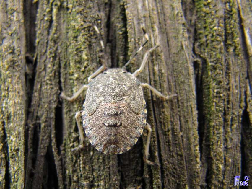 Rhaphigaster nebulosa - bencepoloska