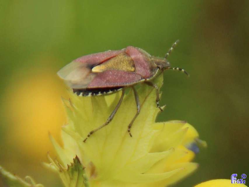 Dolycoris baccarum - közönséges bogyómászó-poloska Dolycoris baccarum - közönséges bogyómászó-poloska