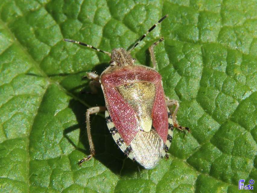 Dolycoris baccarum - közönséges bogyómászó-poloska Dolycoris baccarum - közönséges bogyómászó-poloska