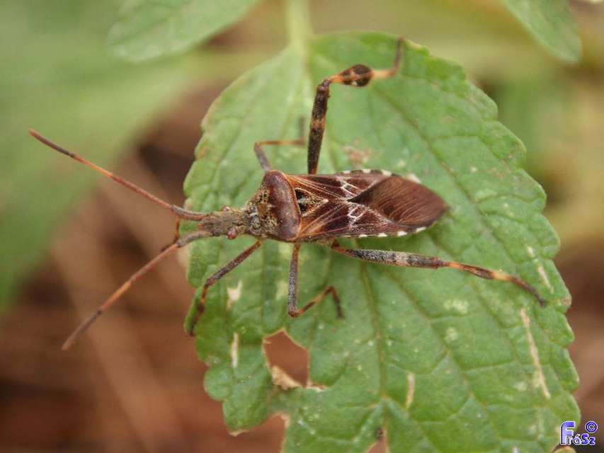 Leptoglossus occidentalis - nyugati levéllábú poloska
