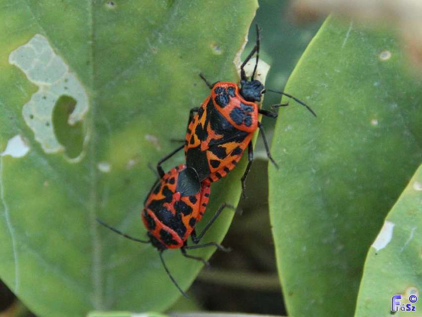 Eurydema Eurydema
