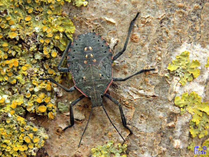 Apodiphus amygdali