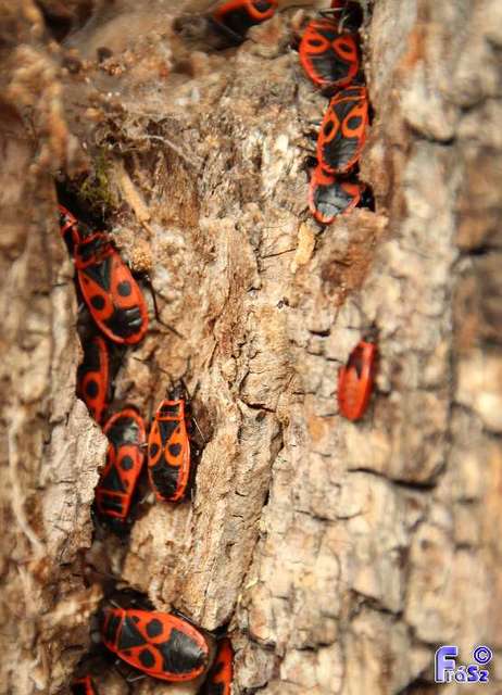 Pyrrhocoris apterus - verőköltő poloska