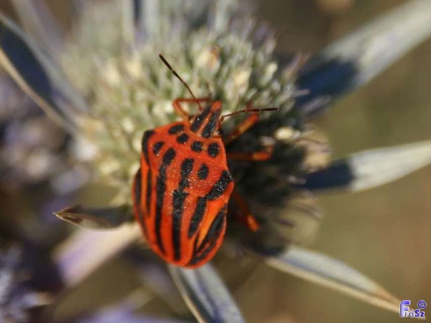Graphosoma semipunctatum
