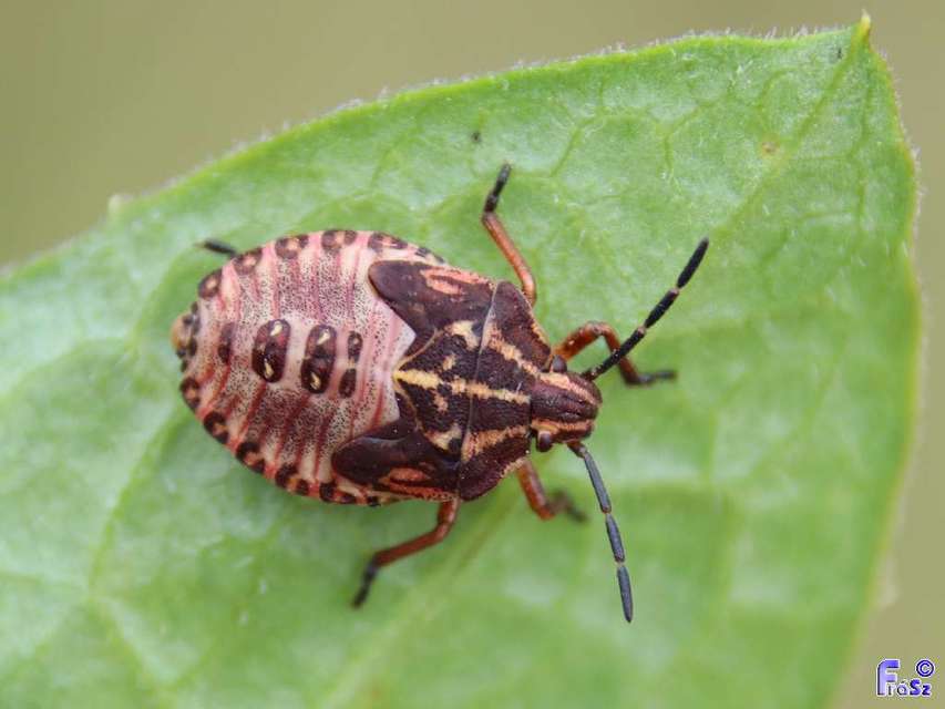 Carpocoris purpureipennis - piros gyümölcspoloska Carpocoris purpureipennis - piros gyümölcspoloska
