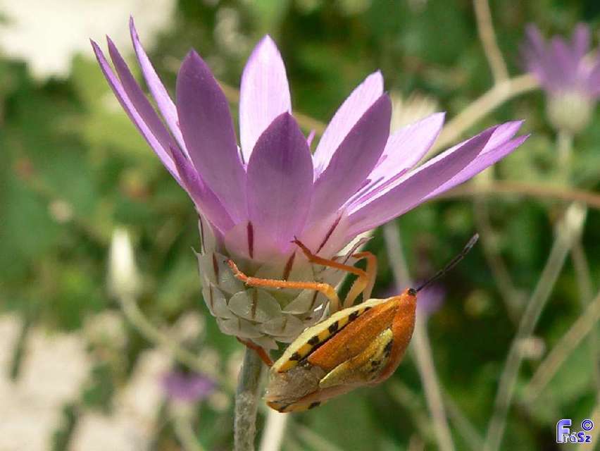 Carpocoris Carpocoris