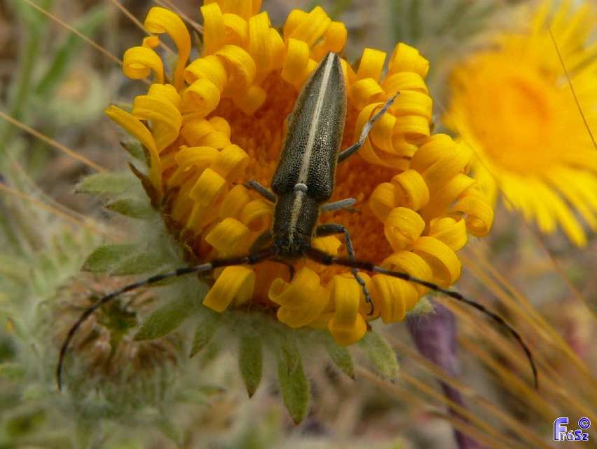 Agapanthia cardui - sávos bogáncscincér