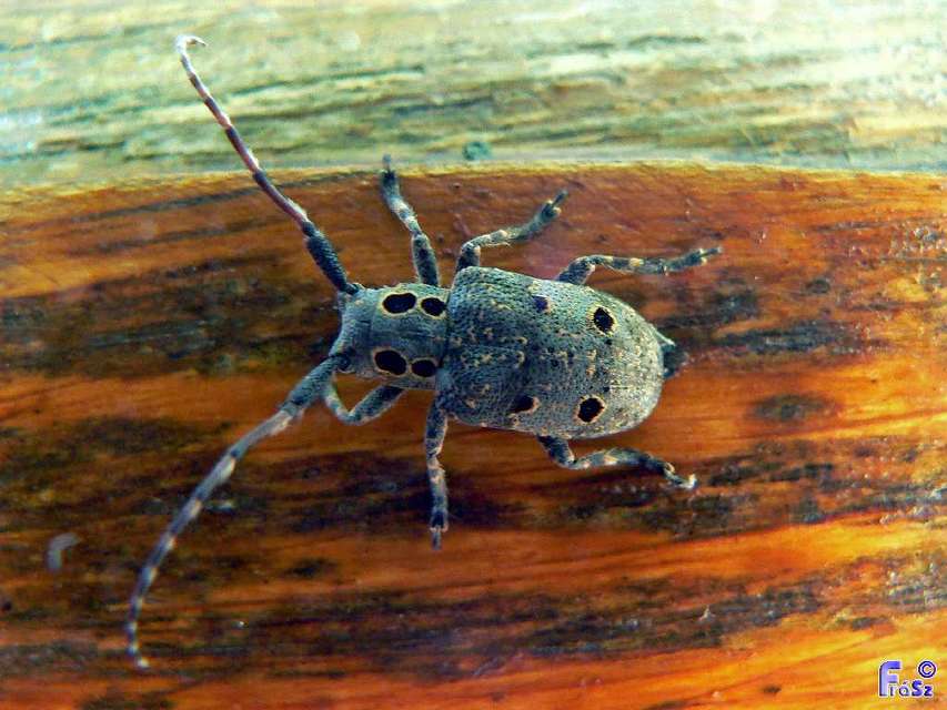 Mesosa curculionoides - szemfoltos cincér