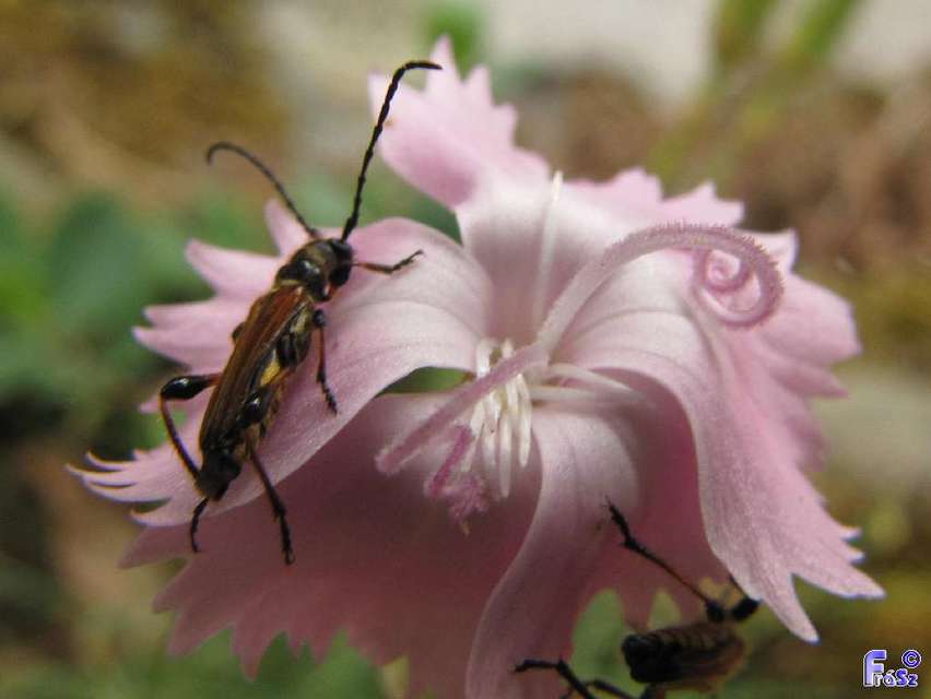 Stenopterus ater