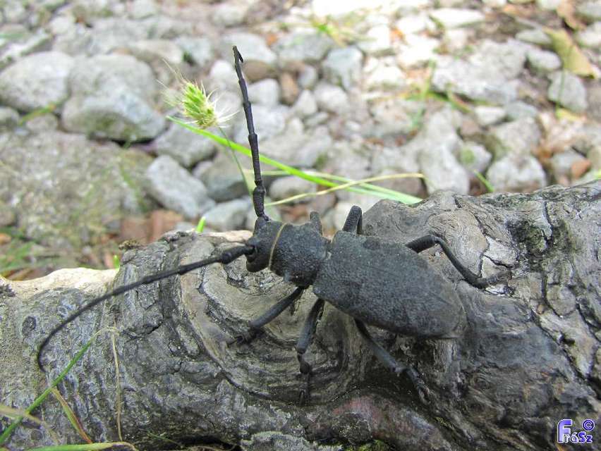 Morimus asper