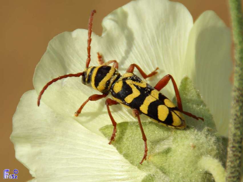 Plagionotus bobelayei