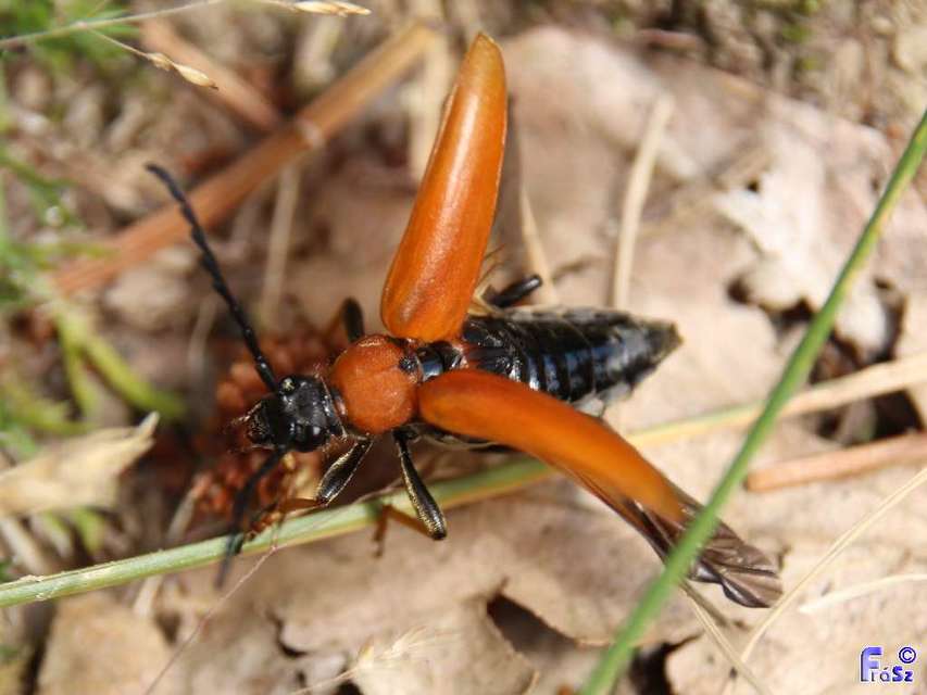 Stictoleptura rubra - vörös virágcincér