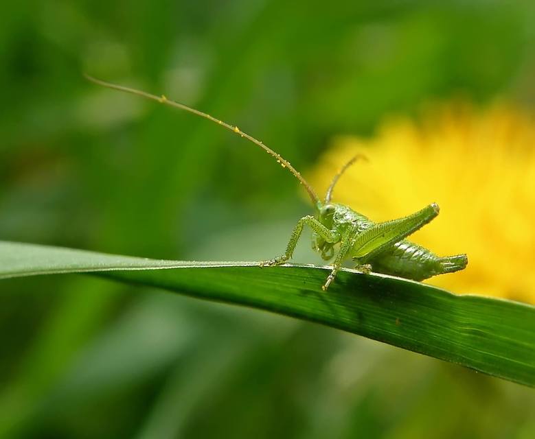 Tettigonia