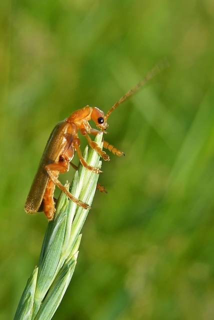 Cantharidae - lágybogárfélék