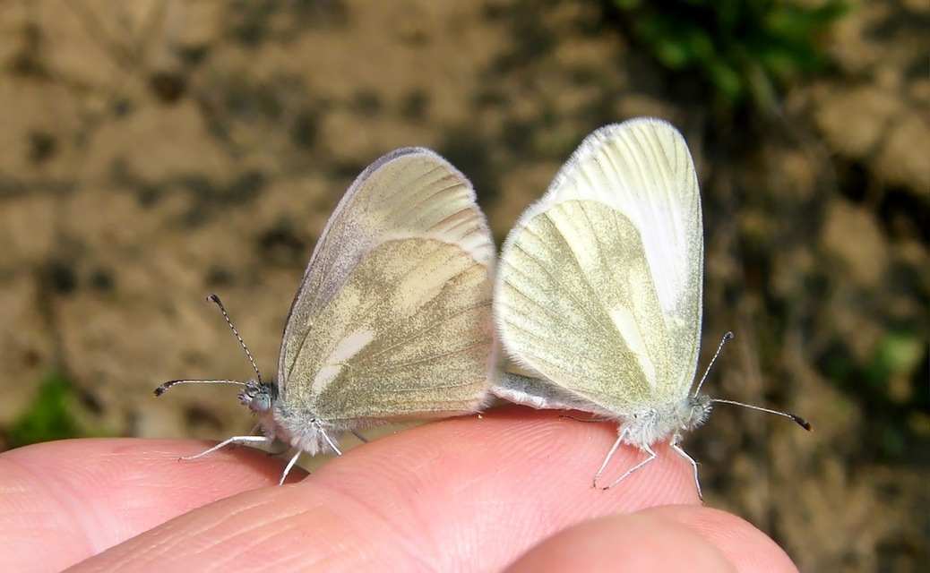Leptidea sinapis - mustárlepke