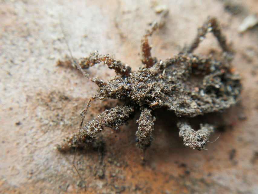 Reduvius personatus - szemetes zugpoloska
