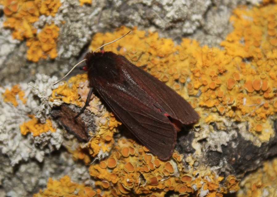 Phragmatobia fuliginosa - füstös medvelepke