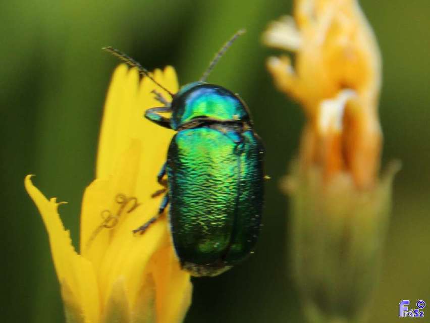 Cryptocephalus