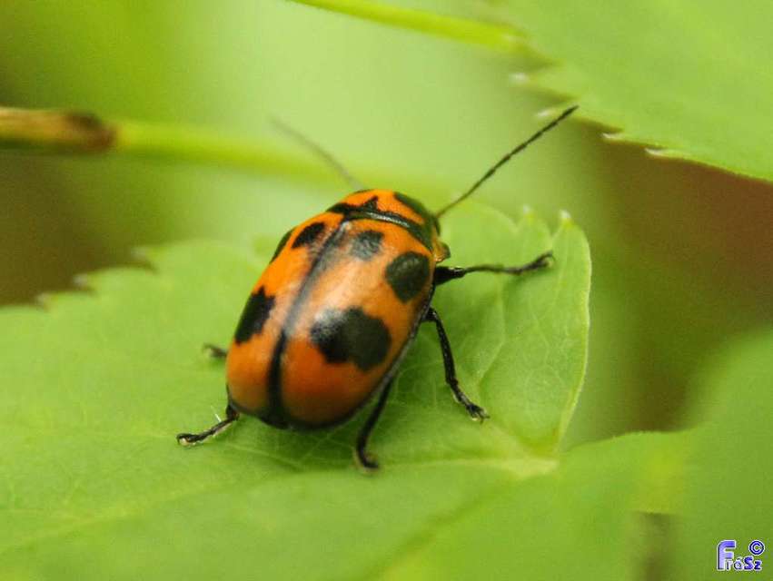Cryptocephalus sexpunctatus - hatfoltos zömökbogár Cryptocephalus sexpunctatus - hatfoltos zömökbogár