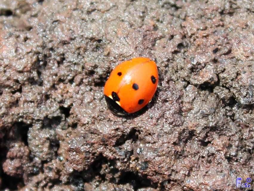 Coccinella septempunctata - hétpettyes katica