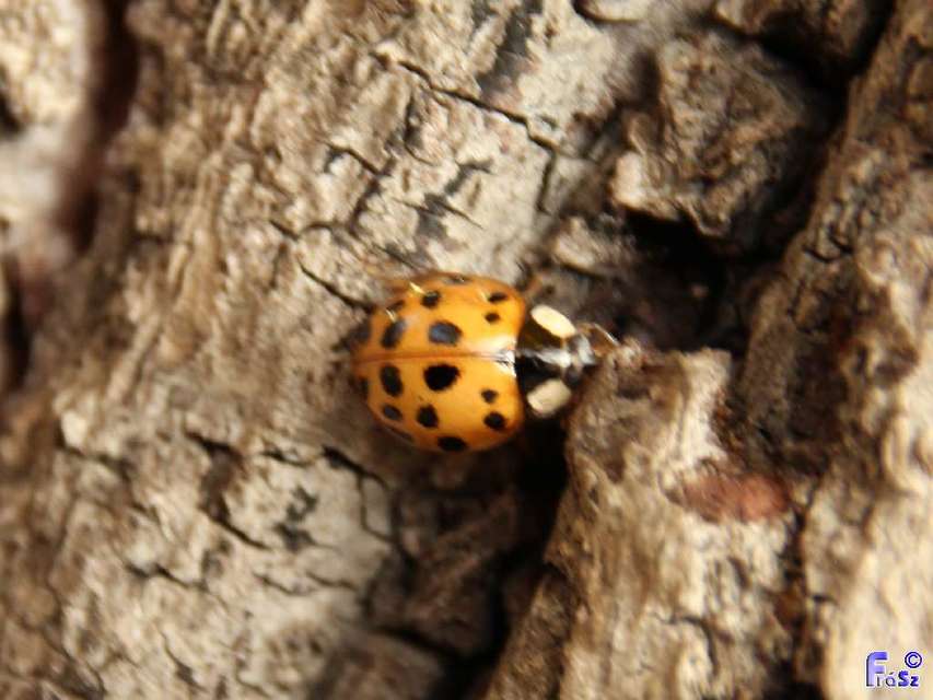 Harmonia axyridis - harlekinkatica