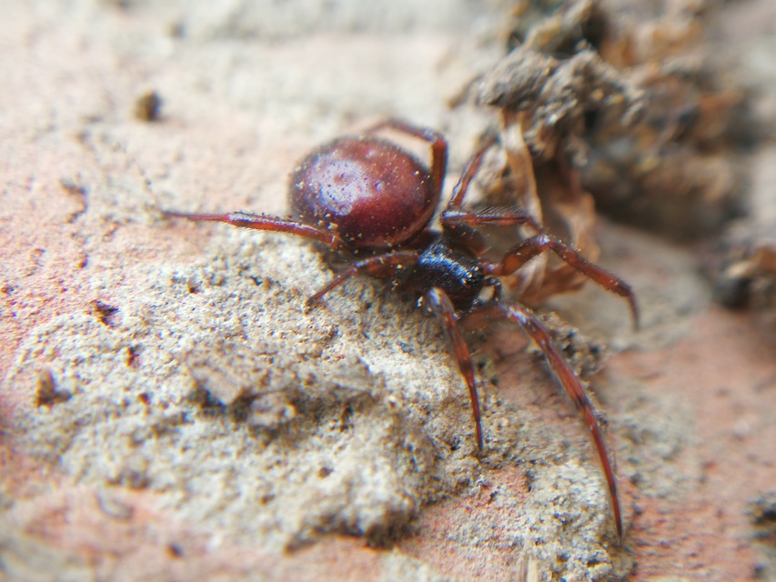 Steatoda bipunctata - kétpettyes faggyúpók