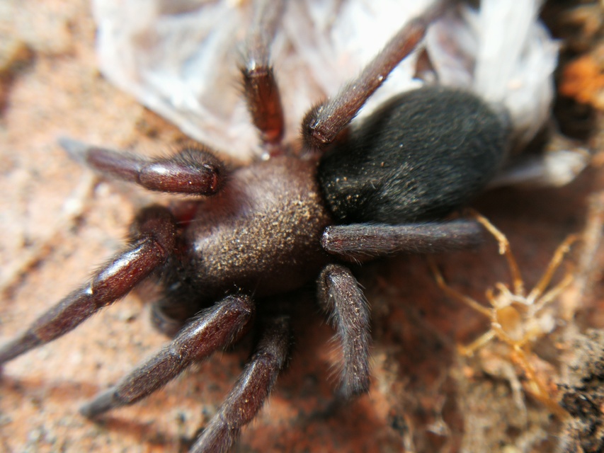 Scotophaeus scutulatus - közönséges egérpók