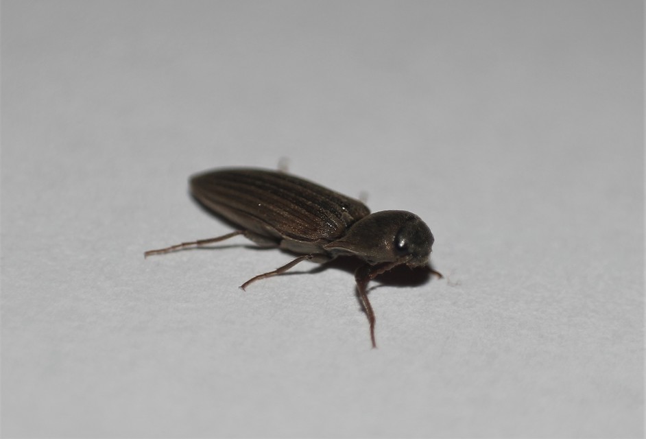 Agriotes lineatus - vetési pattanó