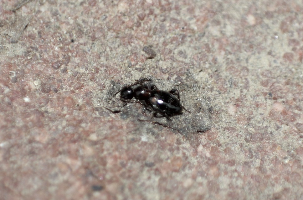 Anthelephila pedestris - hangyaszerű fürgebogár