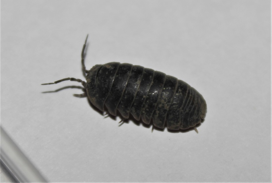 Armadillidiidae